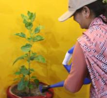 अन्तरराष्ट्रीय जैविक विविधता दिवसका दिन माननिय मन्त्री माया भट्ट ज्युबाट बृक्ष्यारोपण 